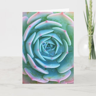 Echeveria imbricata succulent Wenskaart Kaart
