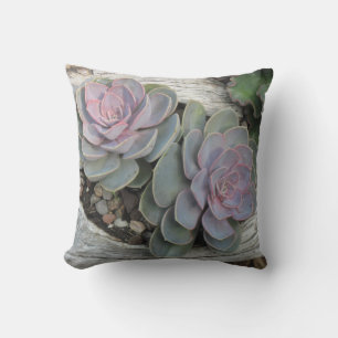 Echeveria Kussen