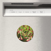 Echeveria magneet (Insitu (Vaatwasser))