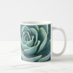Echeveria mok koffie