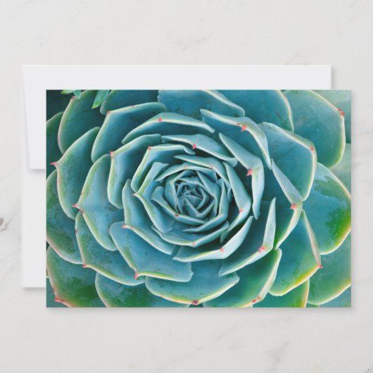 Echeveria rozet, Geheimtuin van Marrakesh Bedankkaart (Voorkant)