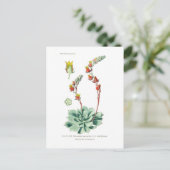 Echeveria secunda briefkaart (Staand voorkant)