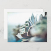 Echeveria succulent briefkaart (Voorkant / Achterkant)