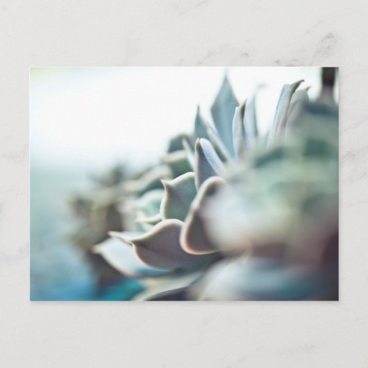 Echeveria succulent briefkaart (Voorkant)