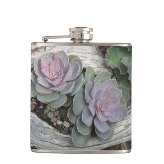 Echeveria Succulent Flask Heupfles (Voorkant)