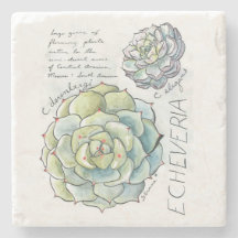 Echeveria Succulent Illustrator Stone Onderzetter