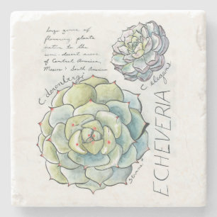 Echeveria Succulent Illustrator Stone Onderzetter