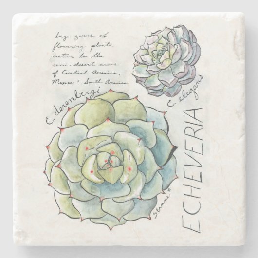 Echeveria Succulent Illustrator Stone Onderzetter (Voorkant)