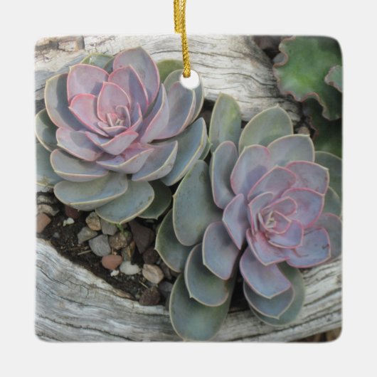 Echeveria succulent ornament (Voorkant)