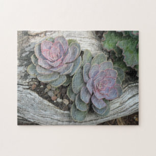 Echeveria Succulent Puzzle Legpuzzel