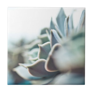 Echeveria succulent tegeltje