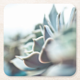 Echeveria succulent vierkante kartonnen onderzetter