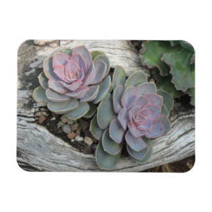 Echeveria Succulente Magneet