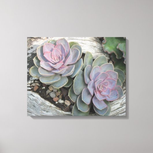 Echeveria Sur Toile Emballée De Bois Laissé (Recto)