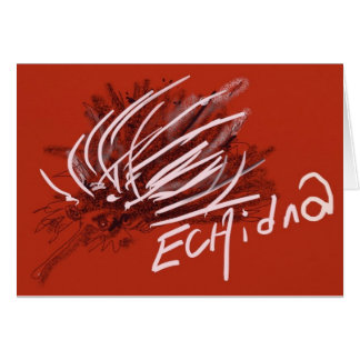 Echidna Anteater Porcupine Eegel Ant Eater