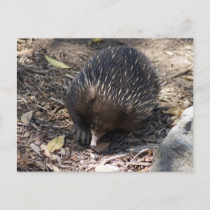 Echidna Australia Briefkaart