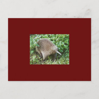 ECHIDNA BRIEFKAART