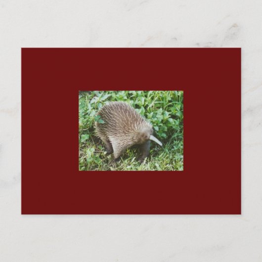 ECHIDNA BRIEFKAART (Voorkant)