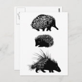 Echidna, egel, porcupine briefkaarten (Voorkant / Achterkant)