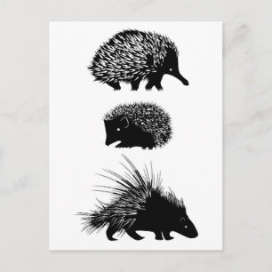Echidna, hérisson, cartes postales porcupine