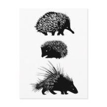 Echidna, hérisson, cartes postales porcupine