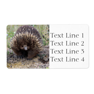 Echidna of Spiny Anteater Australia Etiket