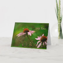 Echinacea 1 "Dank je"