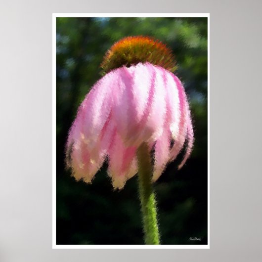 Echinacea Bloem in de wind Poster (Voorkant)