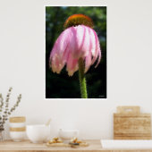 Echinacea Bloem in de wind Poster (Keuken)