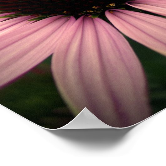 Echinacea Bloem Paars Poster (Hoek)