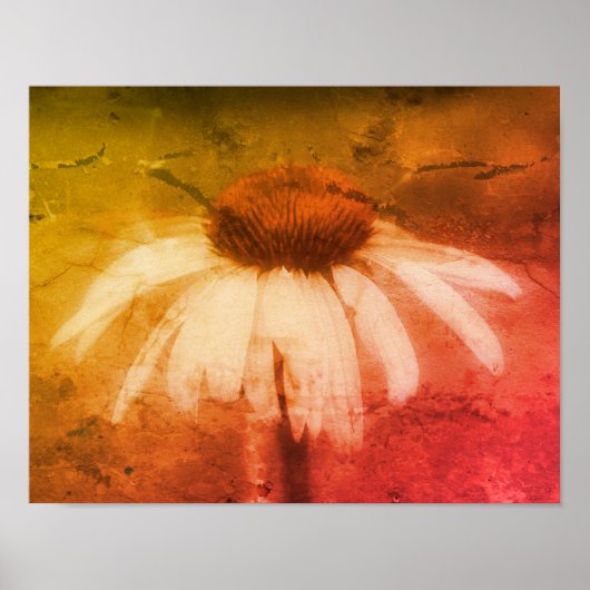 Echinacea Coneflower Daisy Abstract Grunge Poster (Voorkant)