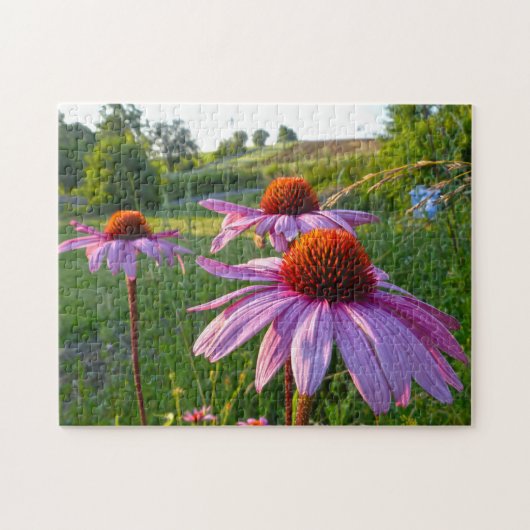 Echinacea Flowers Montana Legpuzzel (Horizontaal)