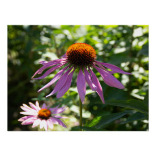 Echinacea in de tuin foto perfect poster