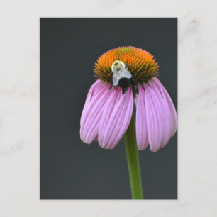 Echinacea paarse coneflower briefkaart