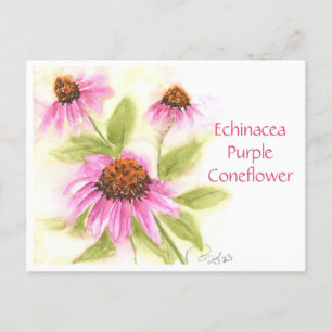 Echinacea Paarse Coneflower Post Kaart