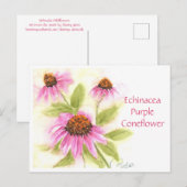Echinacea Paarse Coneflower Post Kaart (Voorkant / Achterkant)