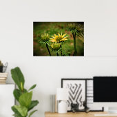 Echinacea, Poster (Thuiskantoor)