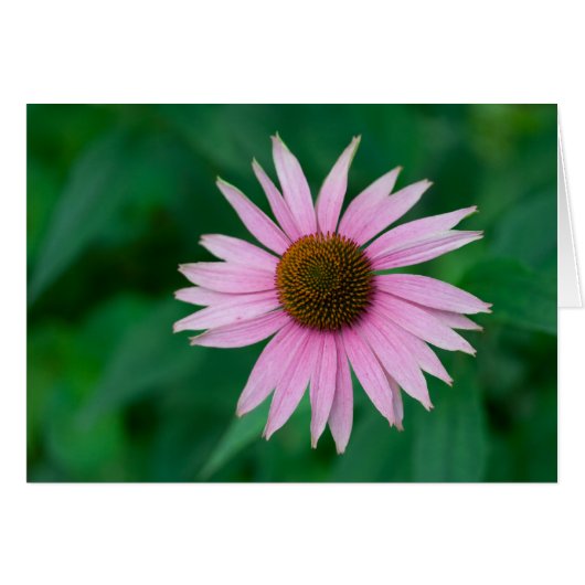 Echinacea purpurea (Devant horizontal)