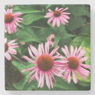 Echinacea purpurea, Paarse zonnebloem Stenen Onderzetter