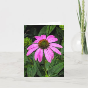 Echinacea @ Stenton House Museum & Garden Bedankkaart