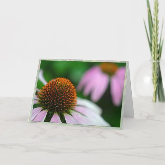 Echinacea twee kaart (Voorkant)