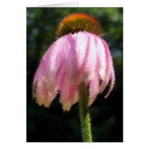 Echinecea Breeze doux