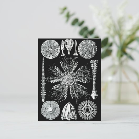 Echinidea Briefkaart (Staand voorkant)