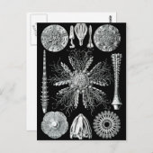 Echinidea Briefkaart (Voorkant / Achterkant)