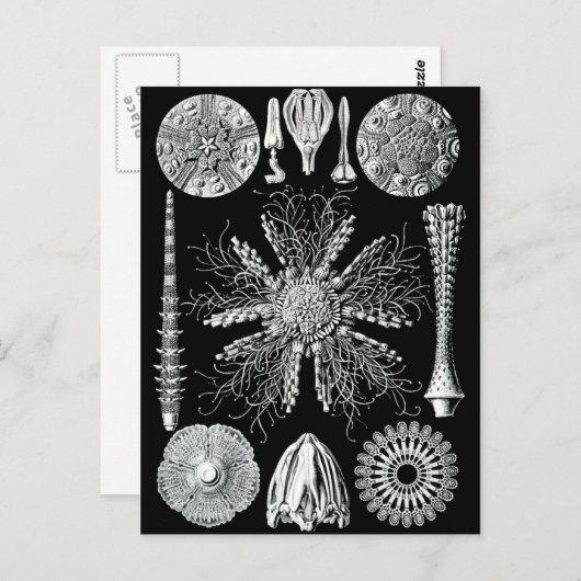 Echinidea Briefkaart (Voorkant / Achterkant)