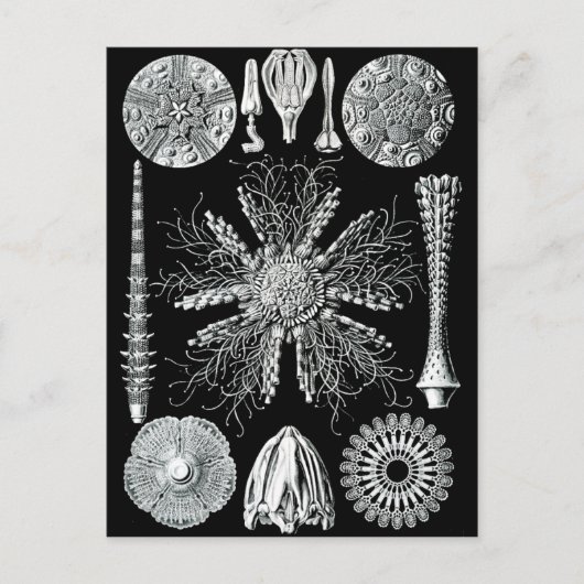 Echinidea Briefkaart (Voorkant)