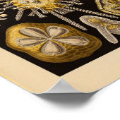 Echinidea-kleur Ernst Haeckel afdrukken Poster (Hoek)