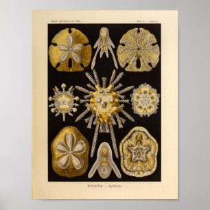  Echinidea-kleur Ernst Haeckel afdrukken Poster