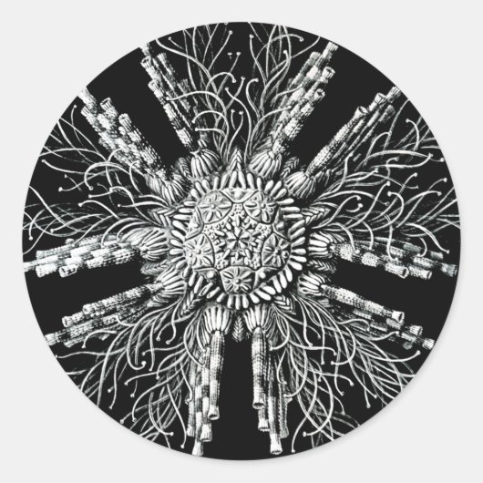 Echinidea Sticker (Voorkant)