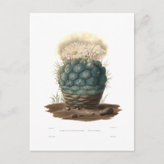 Echinocactus Briefkaart